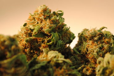 How To Choose The Perfect Cannabis Strain?