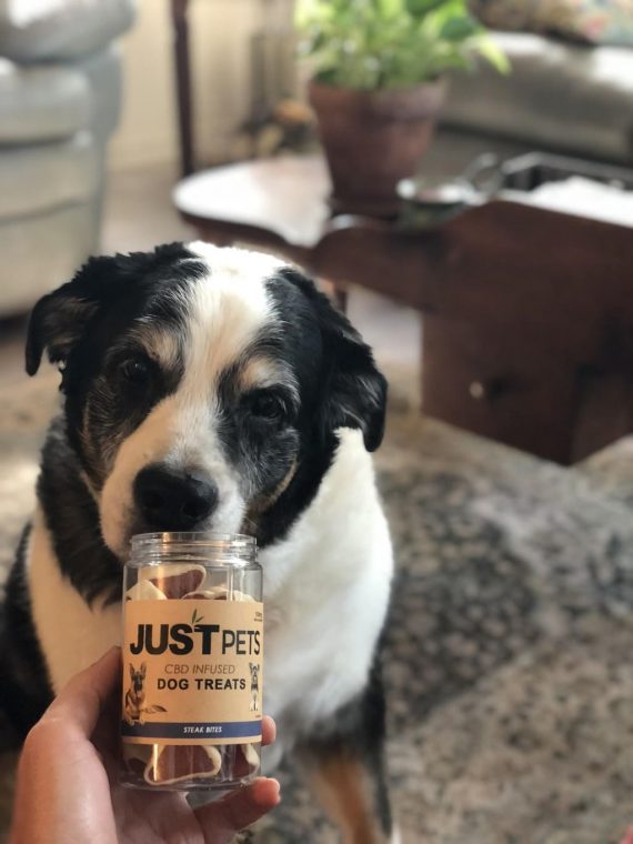 How To Relax Dogs And Cats This Fourth of July With CBD Pet Treats